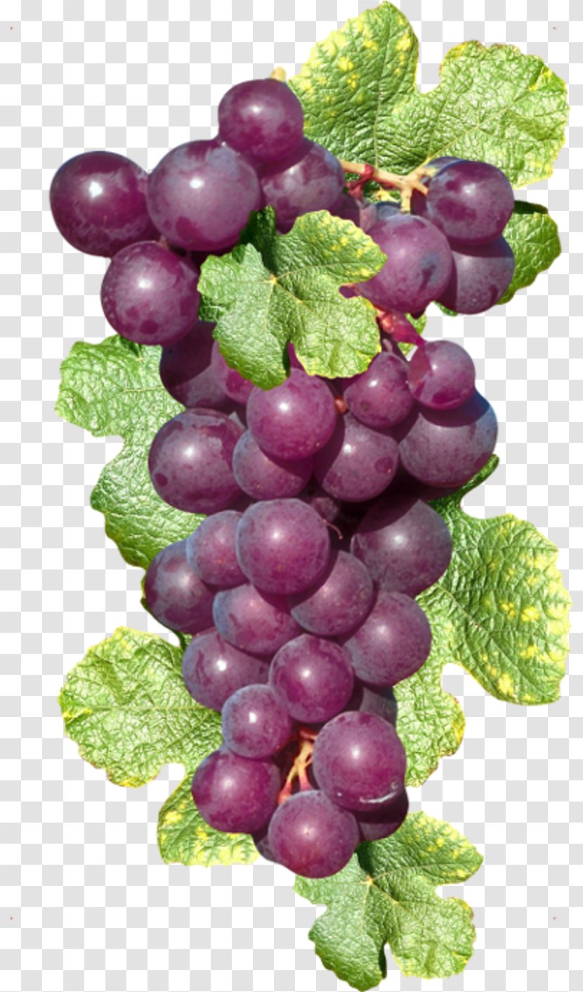 Sultana Zante Currant Common Grape Vine Wine - Seedless Fruit Transparent PNG