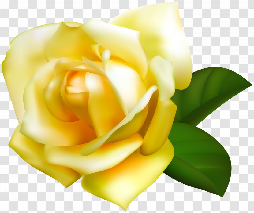Image File Formats Raster Graphics Computer - Plant - Yellow Rose Transparent Transparent PNG