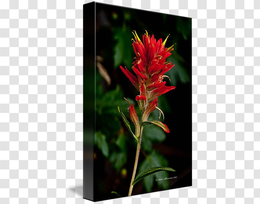 Wyoming Indian Paintbrush Wildflower Painting - Flower Transparent PNG