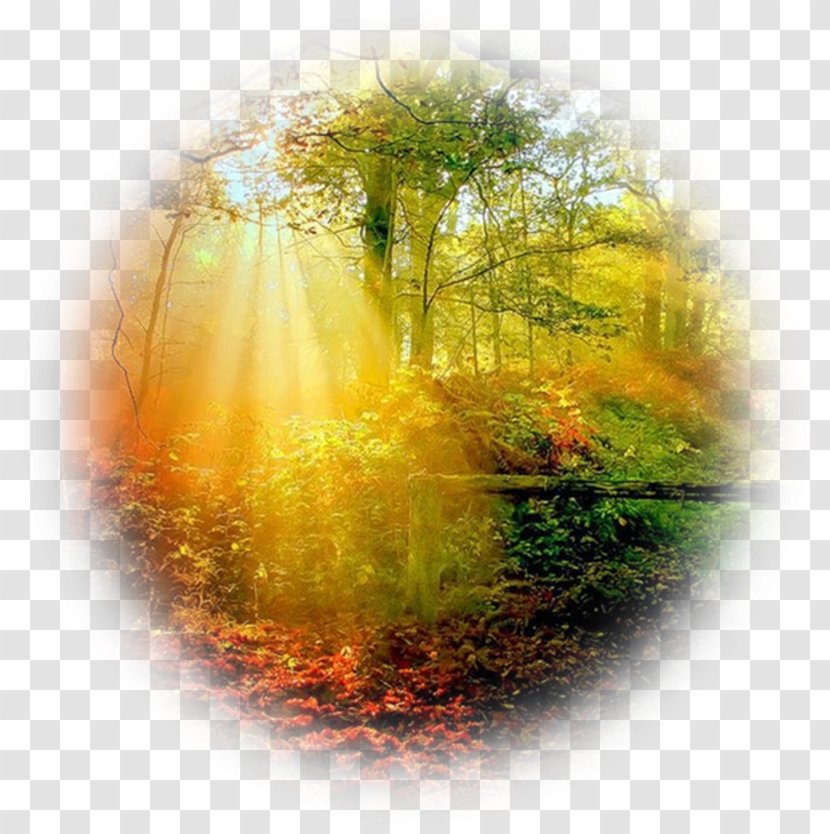 Forest Autumn Tree Desktop Wallpaper Transparent PNG