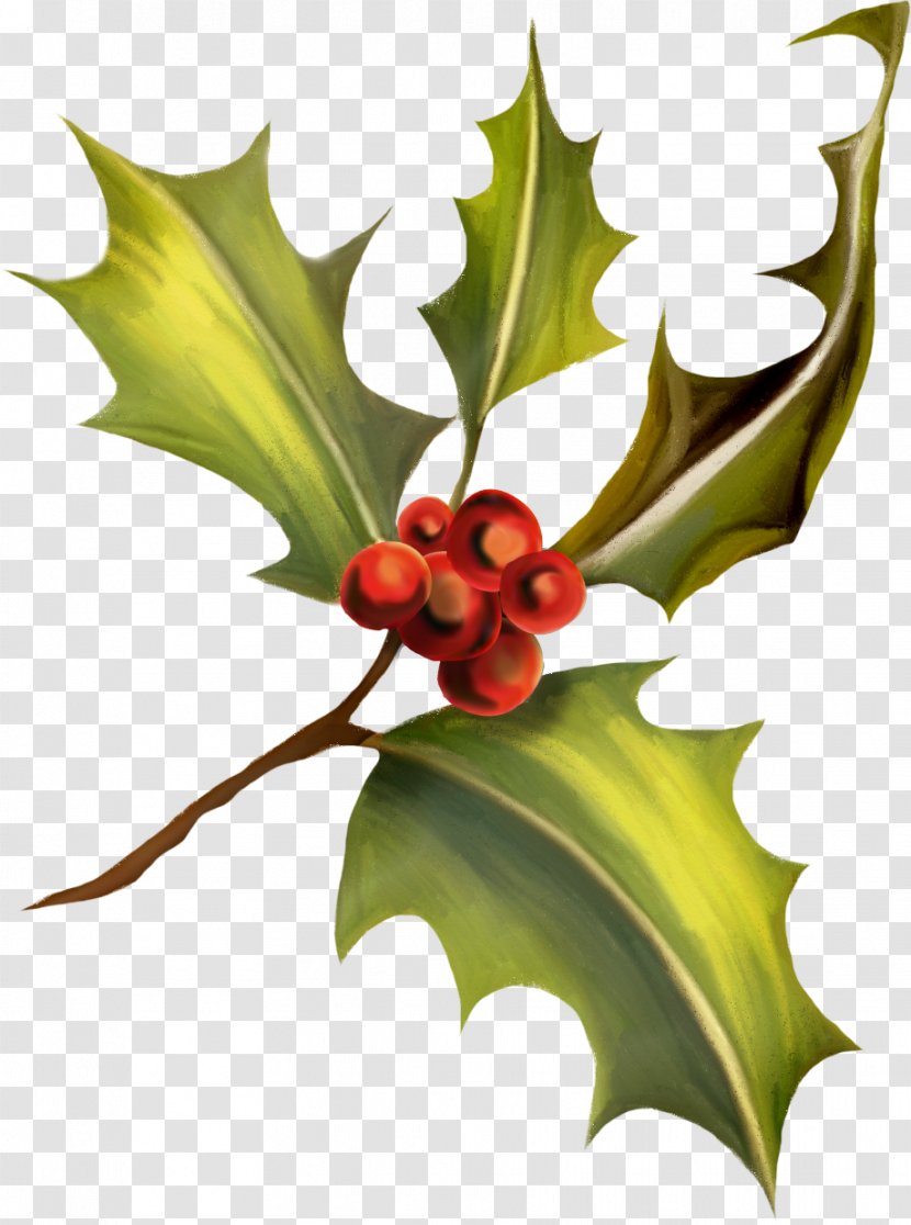 Ilex Crenata Clip Art - Christmas - HOLLY Transparent PNG