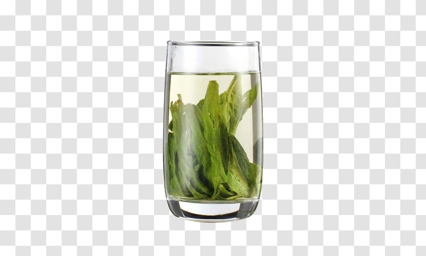 Anhui Green Tea Taiping Houkui Keemun - Processing - A Cup Of Transparent PNG