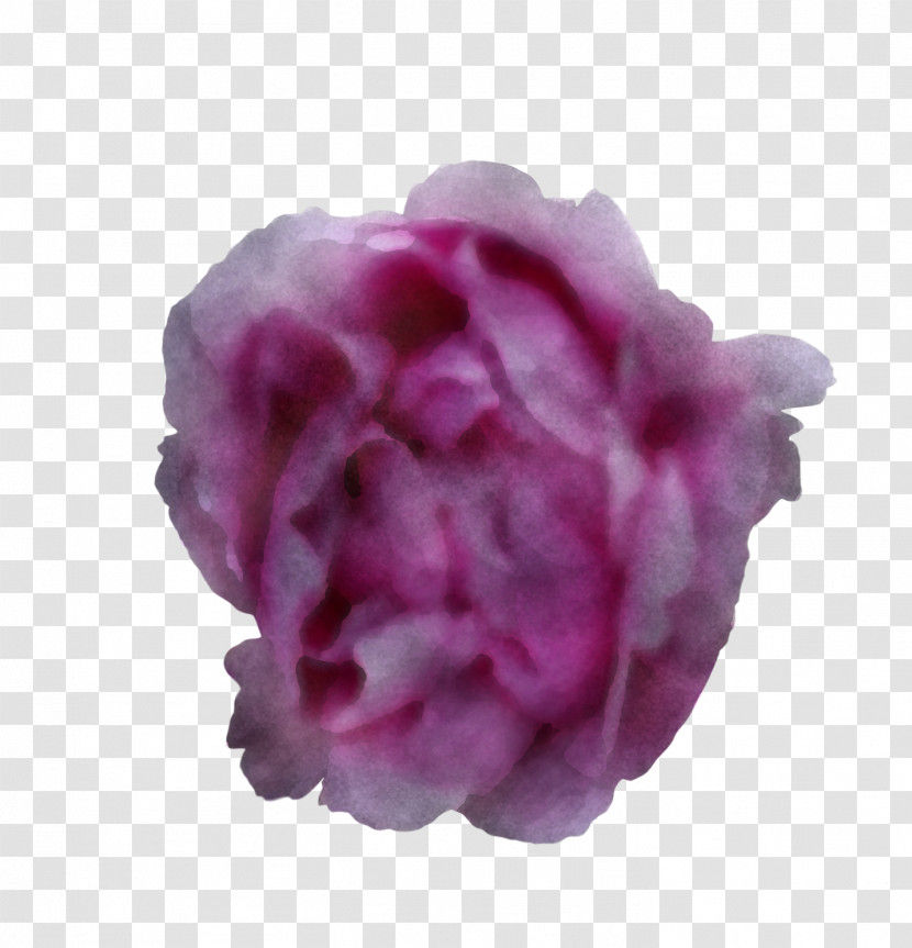 Garden Roses Transparent PNG