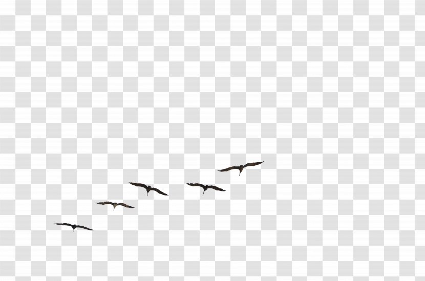 Bird Flight Gulls Brown Pelican Flock - Of Birds Transparent PNG