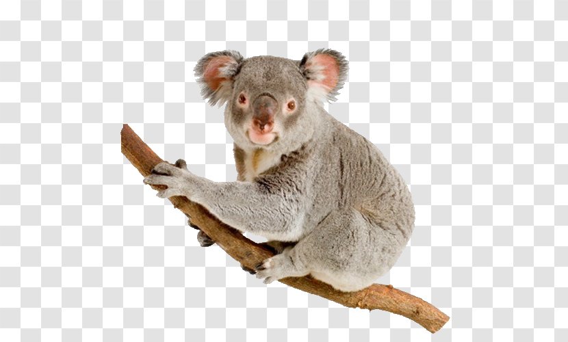 Koala Australia Bear Stock Photography Wildlife - Joey Transparent PNG