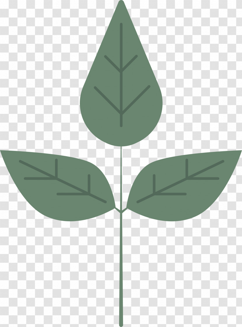 Leaf Plant Stem Green Angle M-tree Transparent PNG