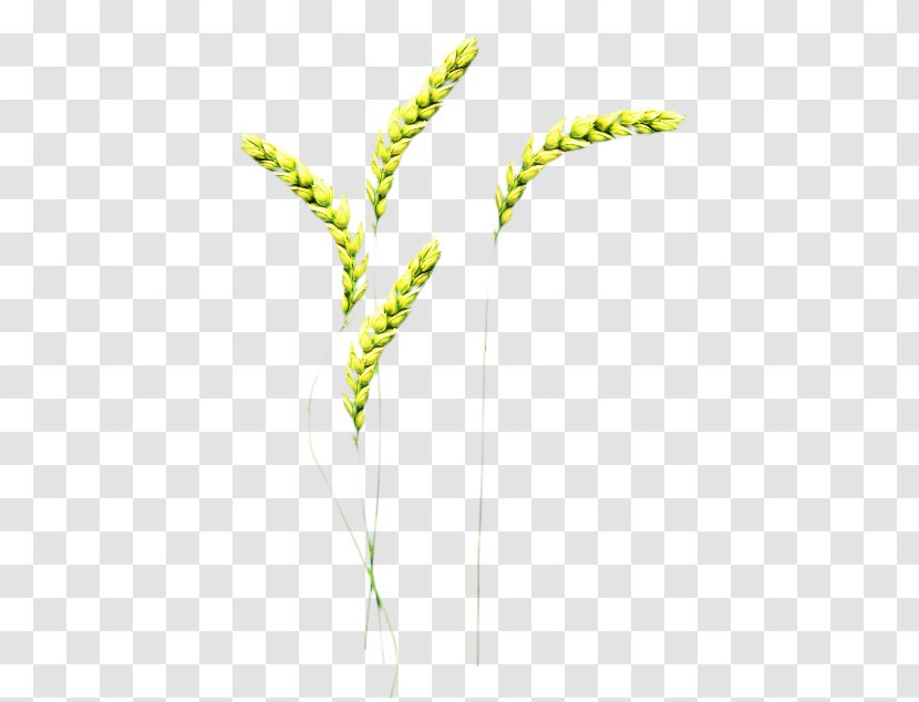 Grasses Plant Stem Leaf Grain - Flowering - Botany Transparent PNG