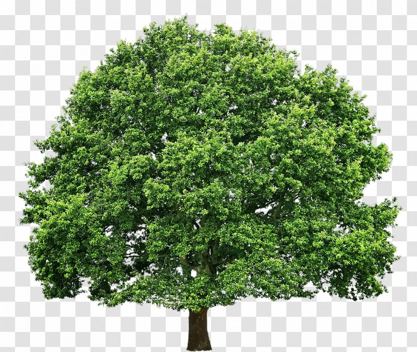 Tree Oak Pruning Clip Art - Plant Transparent PNG