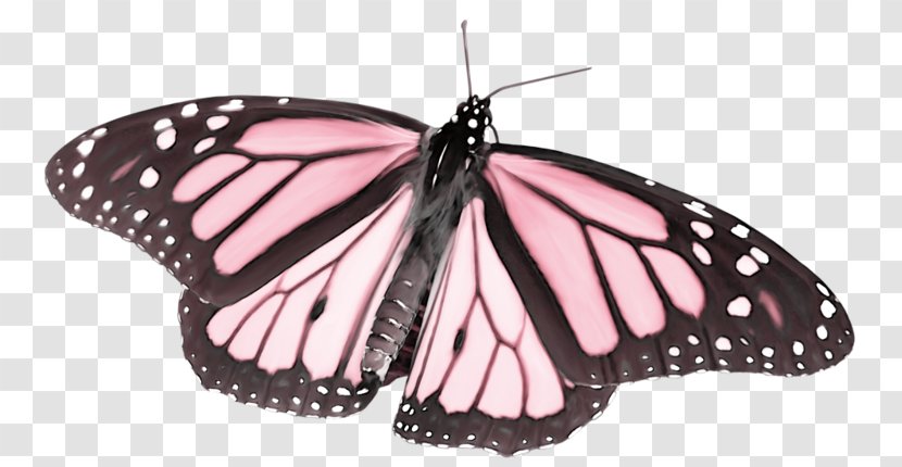 The Life Cycle Of Monarch Butterfly Pieridae Stock Photography - Cartoon Transparent PNG