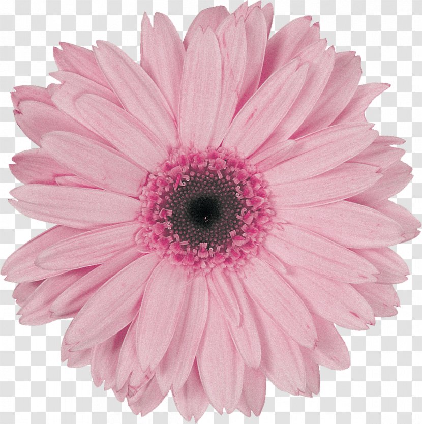 Flower Transvaal Daisy Pink Violet Garden Roses - Rose - Gerbera Transparent PNG