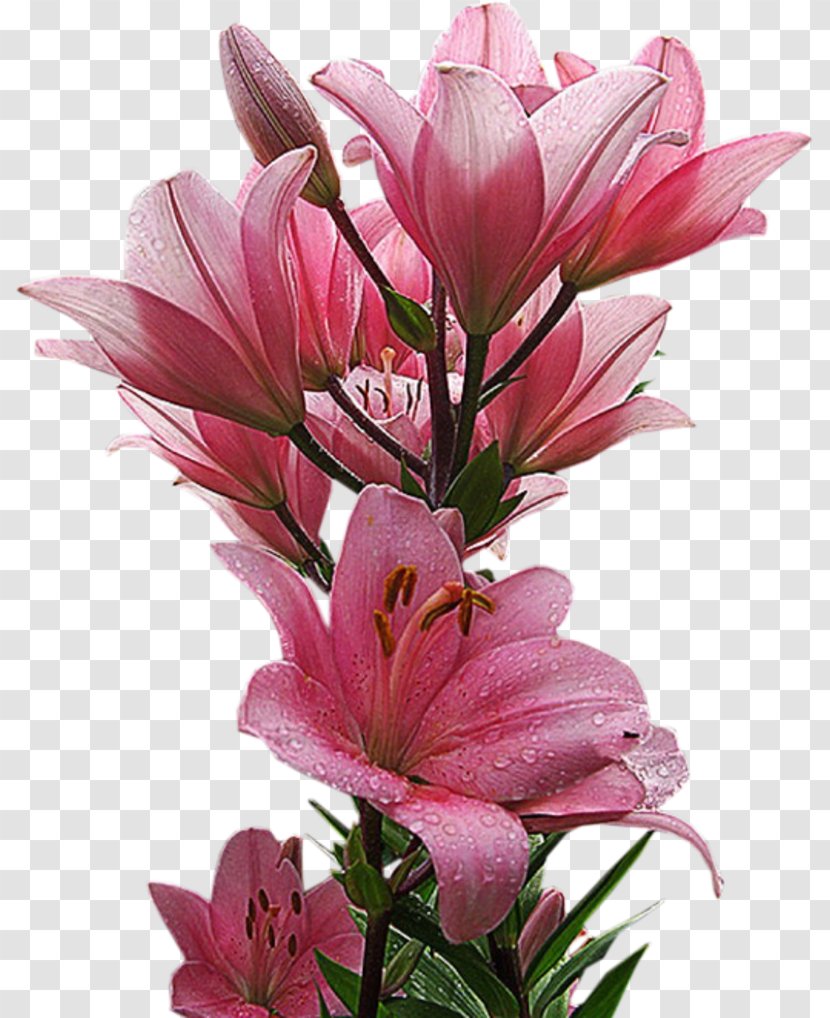 Flower Bouquet Birthday Desktop Wallpaper - Rose Vines Transparent PNG