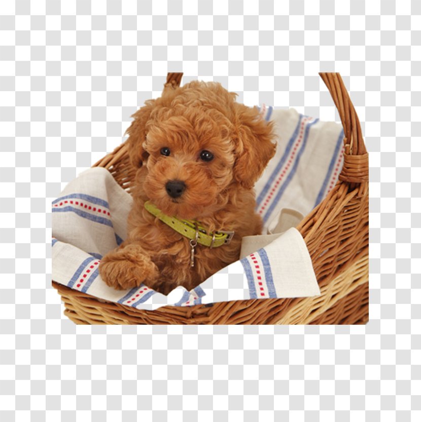 Toy Poodle Tibetan Mastiff Standard Maltese Dog - Stock Photography - Puppy Inside A Bamboo Basket Transparent PNG