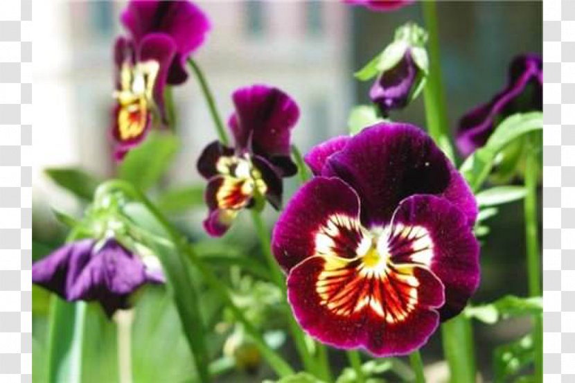 Pansy Ingria Kesäkukka Annual Plant Inkerin Kulttuuriseura - Violet Family - Kil Company Transparent PNG