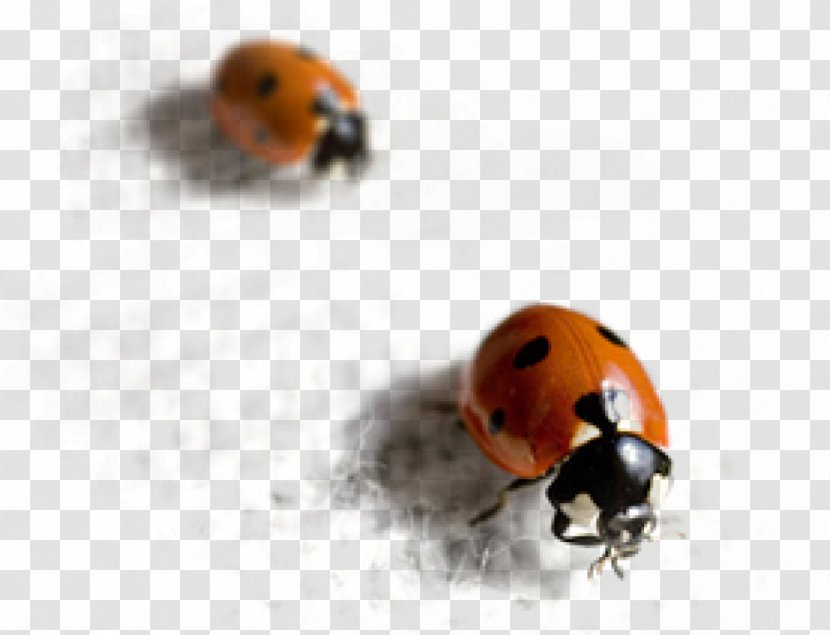 Ladybird Beetle Ground Lyctinae Pest Transparent PNG