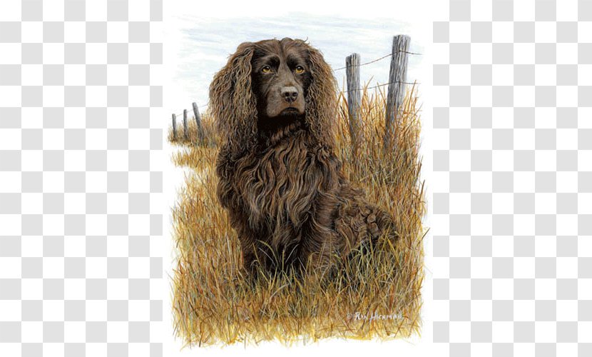 Field Spaniel Boykin American Water Cocker Irish Transparent PNG