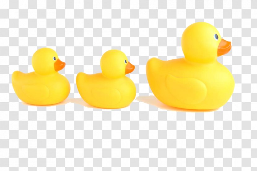 Duck Toy Animal - Cartoon - Three Small Yellow Transparent PNG