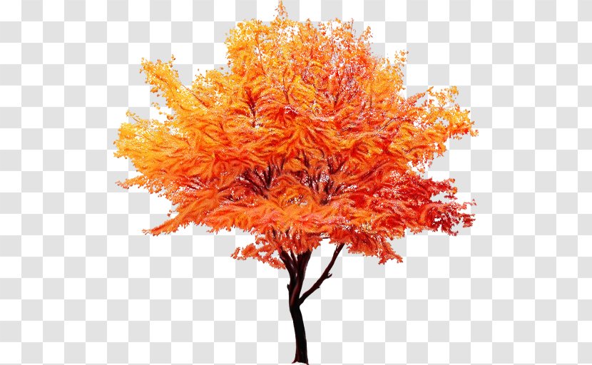 Red Maple Tree - Autumn Leaf Color - Twig Deciduous Transparent PNG