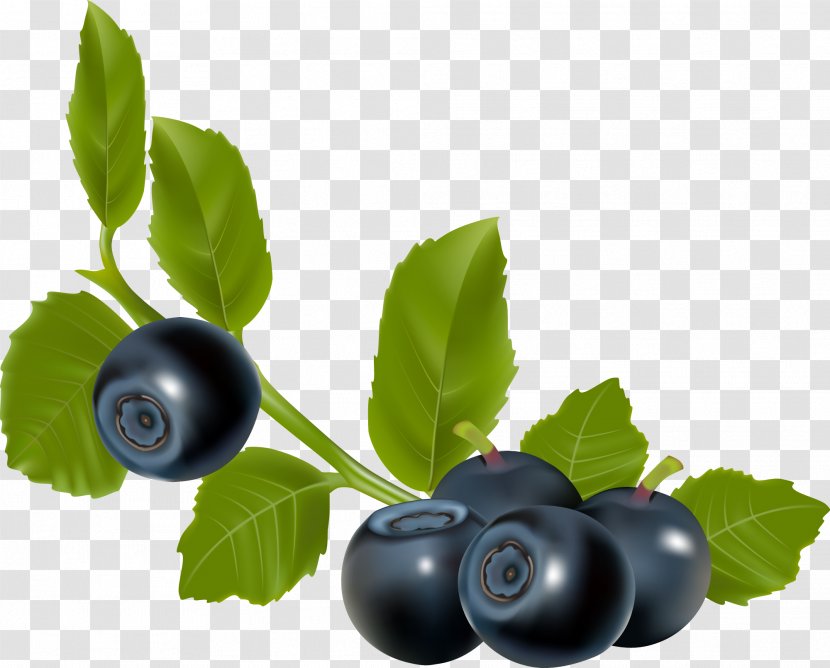 Blueberry Blackberry - Bilberry - Blueberries Transparent PNG