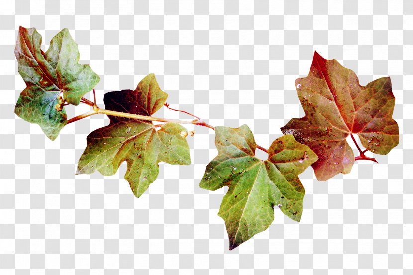 Green Leaves - Leaf - Twig Transparent PNG