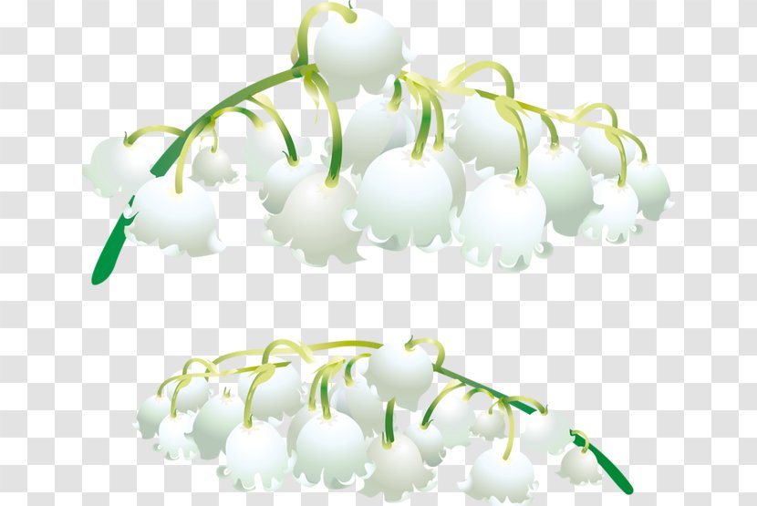 Lily Of The Valley Orchids Salep - Bell Orchid Transparent PNG