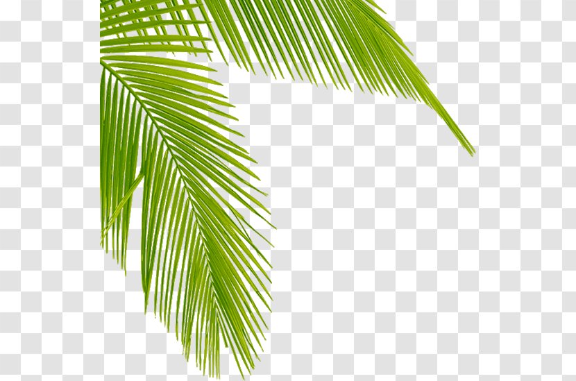 Asian Palmyra Palm Tropical Hair Gallery Ko Samui Arecaceae Coconut Transparent PNG