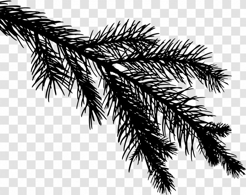 Image Twig Green Plants - Conifer - Red Pine Transparent PNG