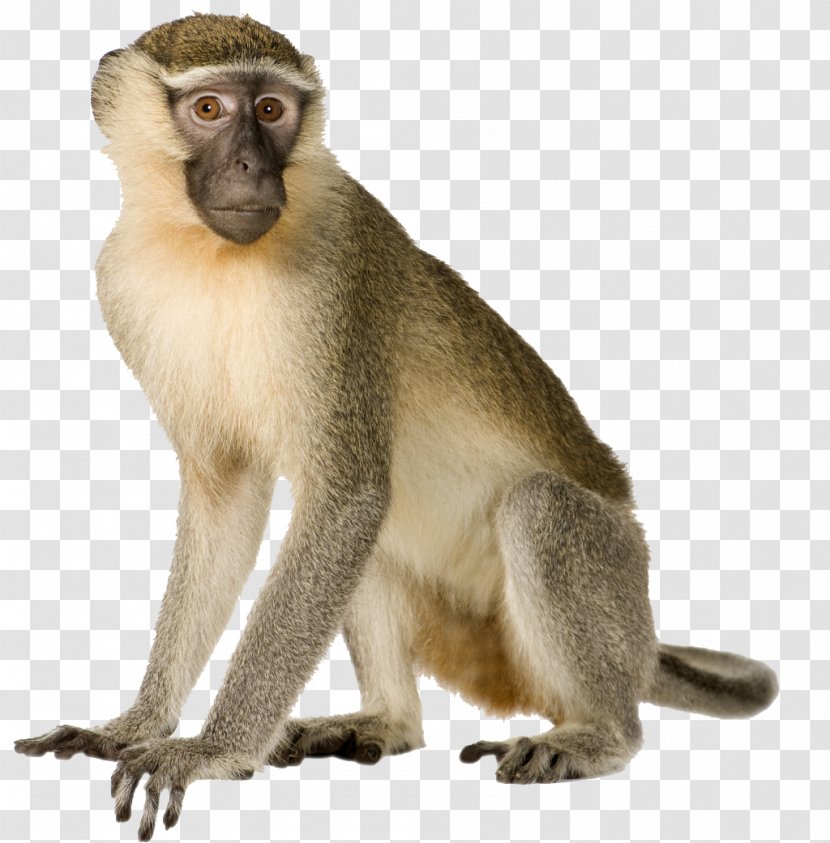 Primate Monkey Gorilla Macaque Gray Langur - Wildlife Transparent PNG