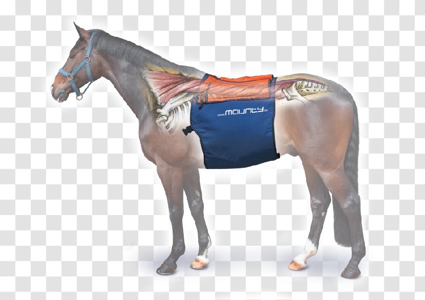 Horse Equine Massage Equestrian Tapotement - Back Transparent PNG