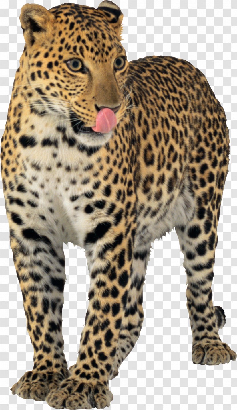 Leopard Jaguar Cheetah - Mammal Transparent PNG