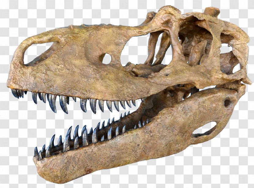 Daspletosaurus Tyrannosaurus Skull Tarbosaurus Dinosaur - Bone Transparent PNG
