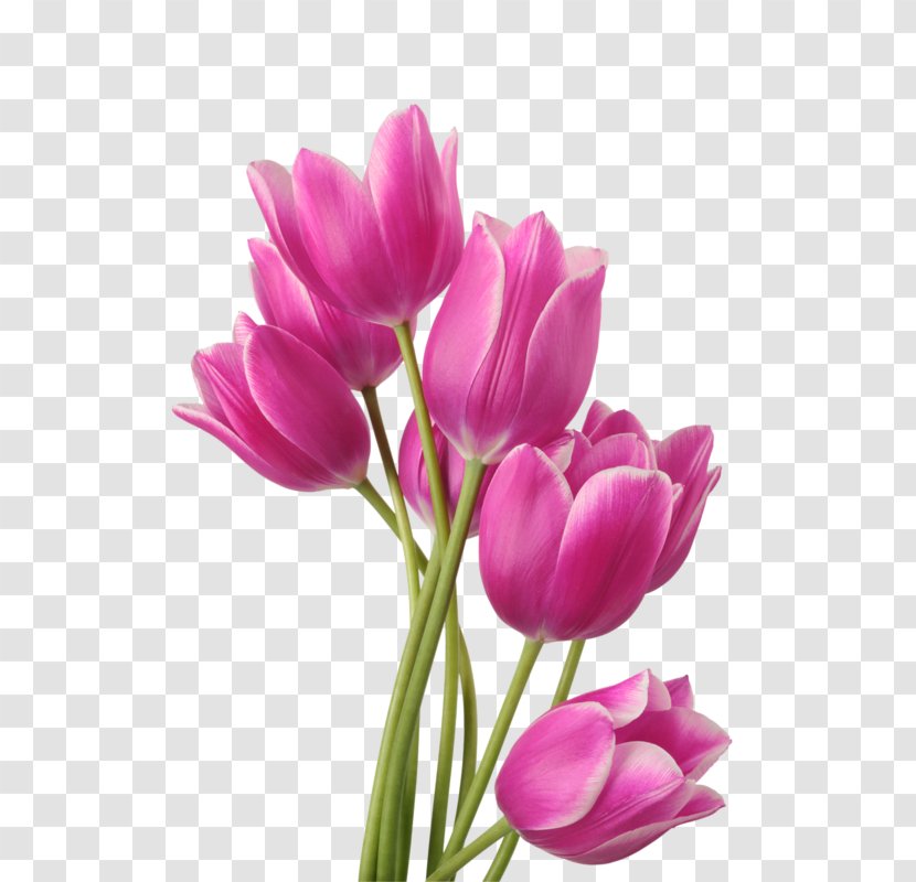 Tulip Flower Bouquet Fototapet Garden Roses - Shop Transparent PNG
