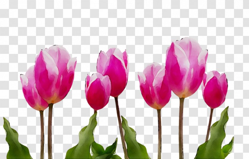 Tulip Cut Flowers Plant Stem Bud Herbaceous - Plants - Lily Family Transparent PNG