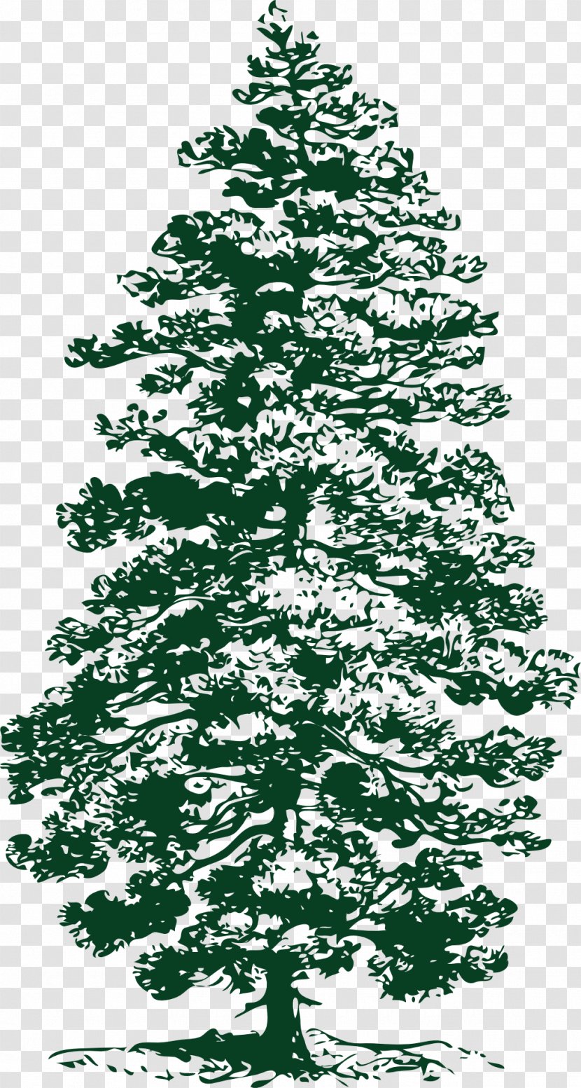 Eastern White Pine Tree Clip Art - Conifer Transparent PNG