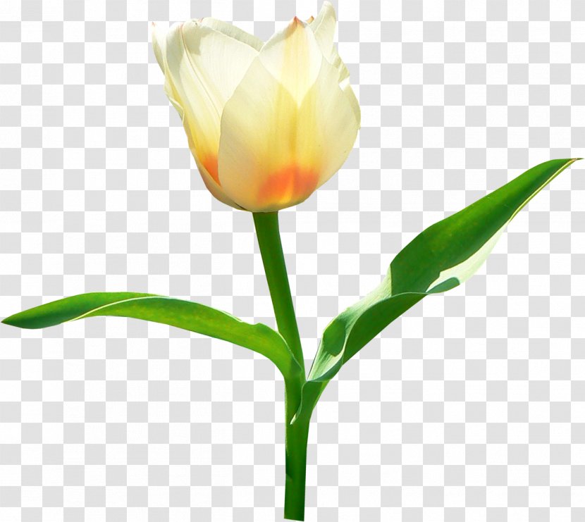 Tulip Clip Art - Flower - Image Transparent PNG