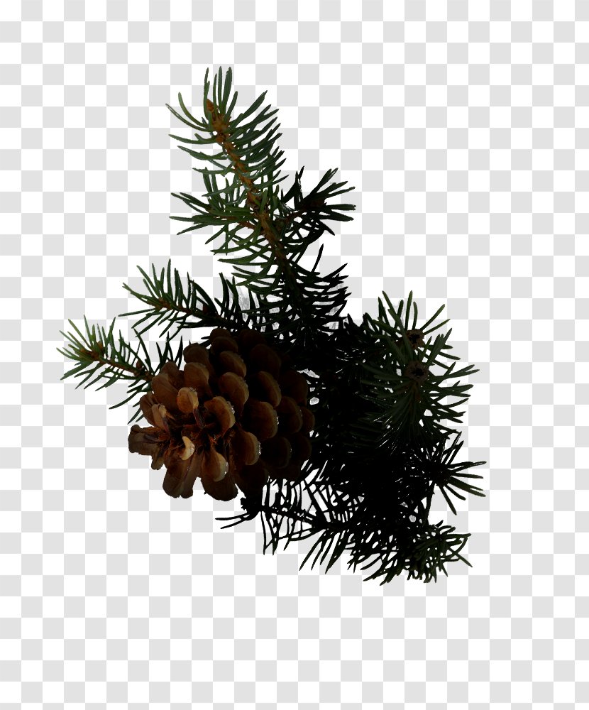 Clive Christian Perfume Spruce Conifer Cone Balsam Fir - Western Yellow Pine - Masculinity Transparent PNG
