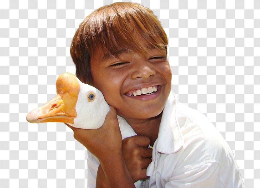 Child Duck Cambodia Goose - Donation - Foreign Baby Transparent PNG