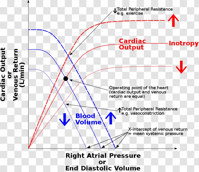 Frank–Starling Law Stroke Volume End-diastolic Cardiology Ventricular Remodeling - Mean Arterial Pressure - Heart Transparent PNG