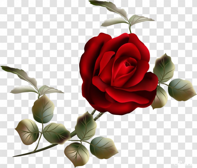 Garden Roses Flower Clip Art - Rose - Beautiful Transparent PNG