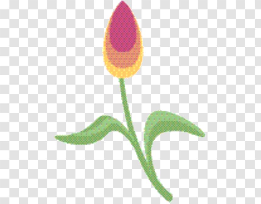 Tulip Flower - Pedicel - Leaf Transparent PNG