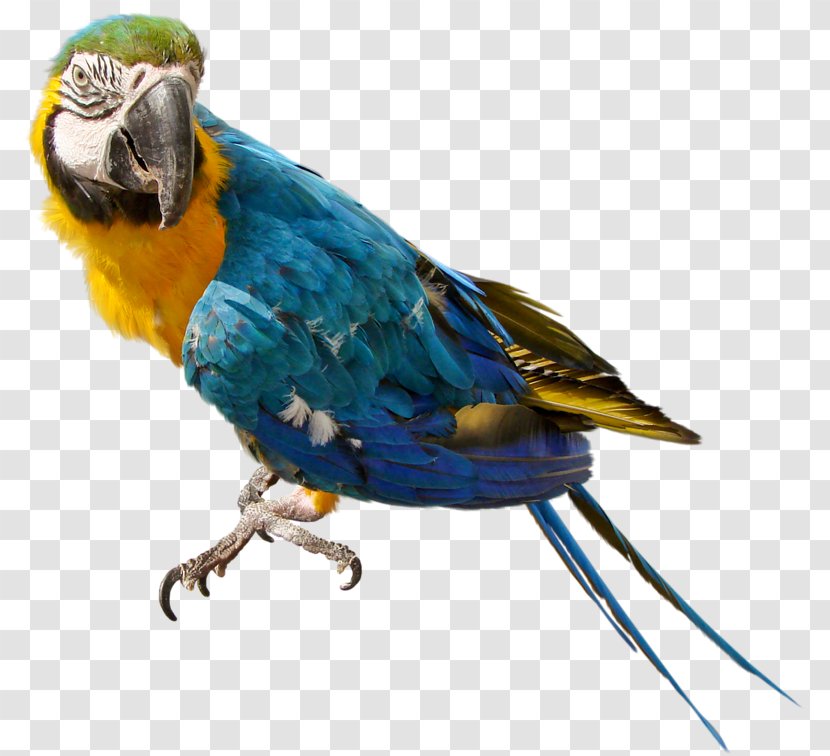 Parrots Of New Guinea Clip Art - Macaw - Parrot Free Download Transparent PNG