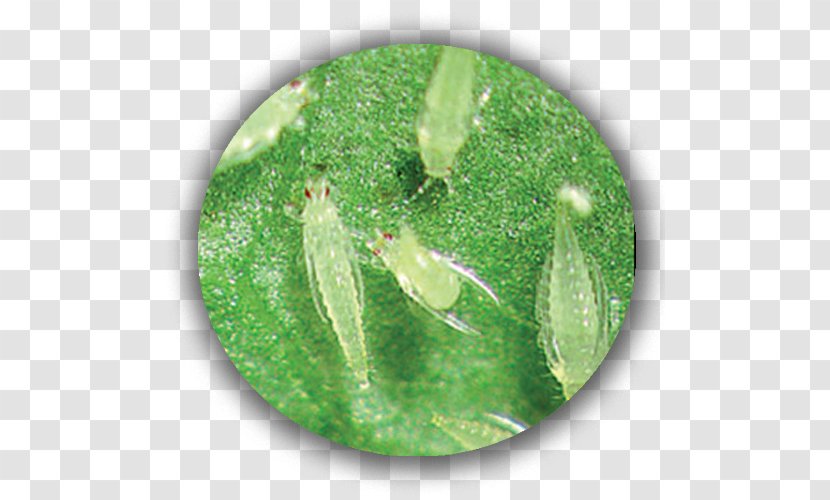 Western Flower Thrips Insect Pest Spider Mite Transparent PNG