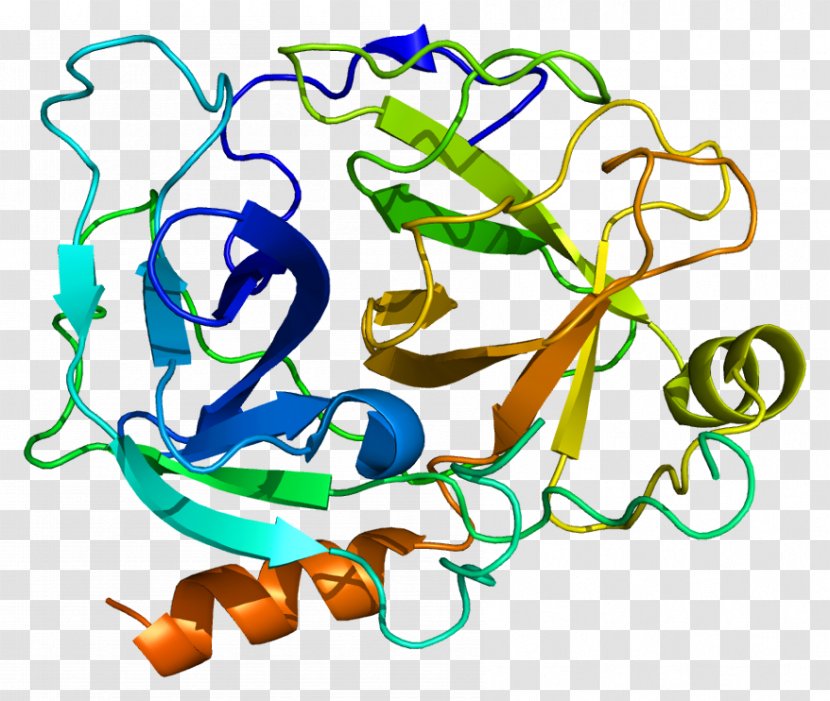 KLK1 Kallikrein-related Peptidase 10 Protein Gene - Human Transparent PNG