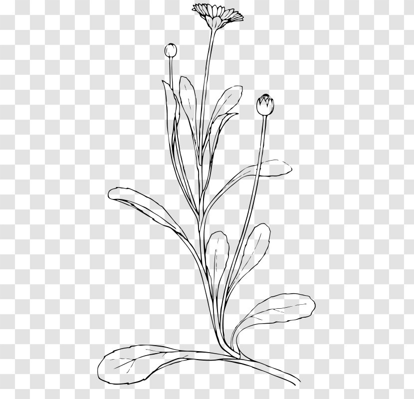Drawing Common Daisy Clip Art - Monochrome - Bud Transparent PNG