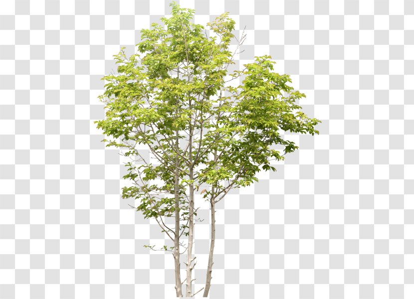 Tree Birch Landscape Transparent PNG