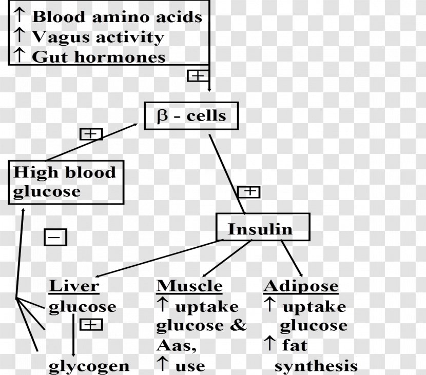 Adipose Tissue Insulin Biochemistry Glycogen Glucose - Area - Hormone Secretion Transparent PNG