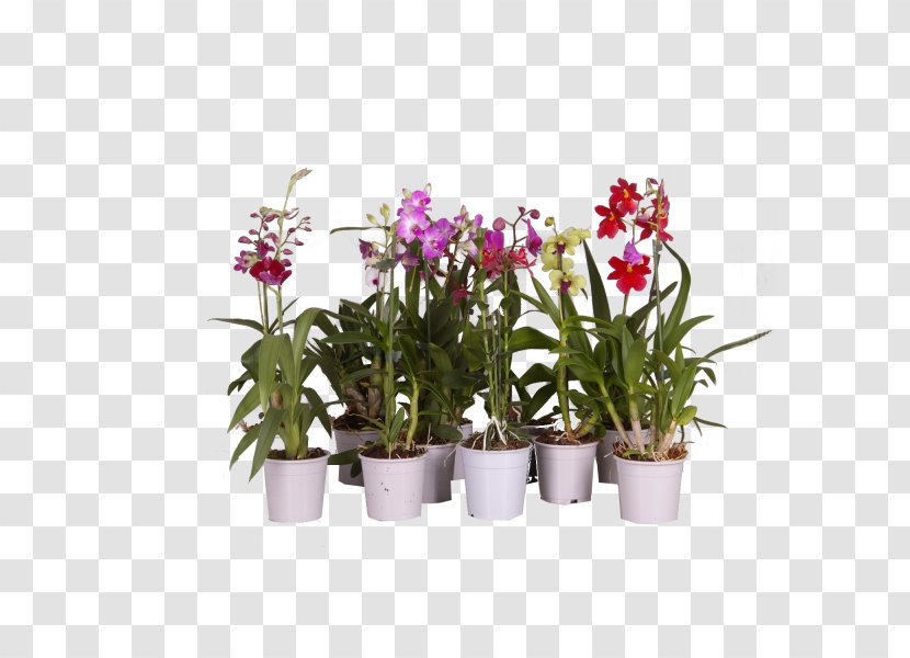 Moth Orchids Dendrobium Cut Flowers Dancing-lady Orchid Plants - Artificial Flower - Milt Transparent PNG