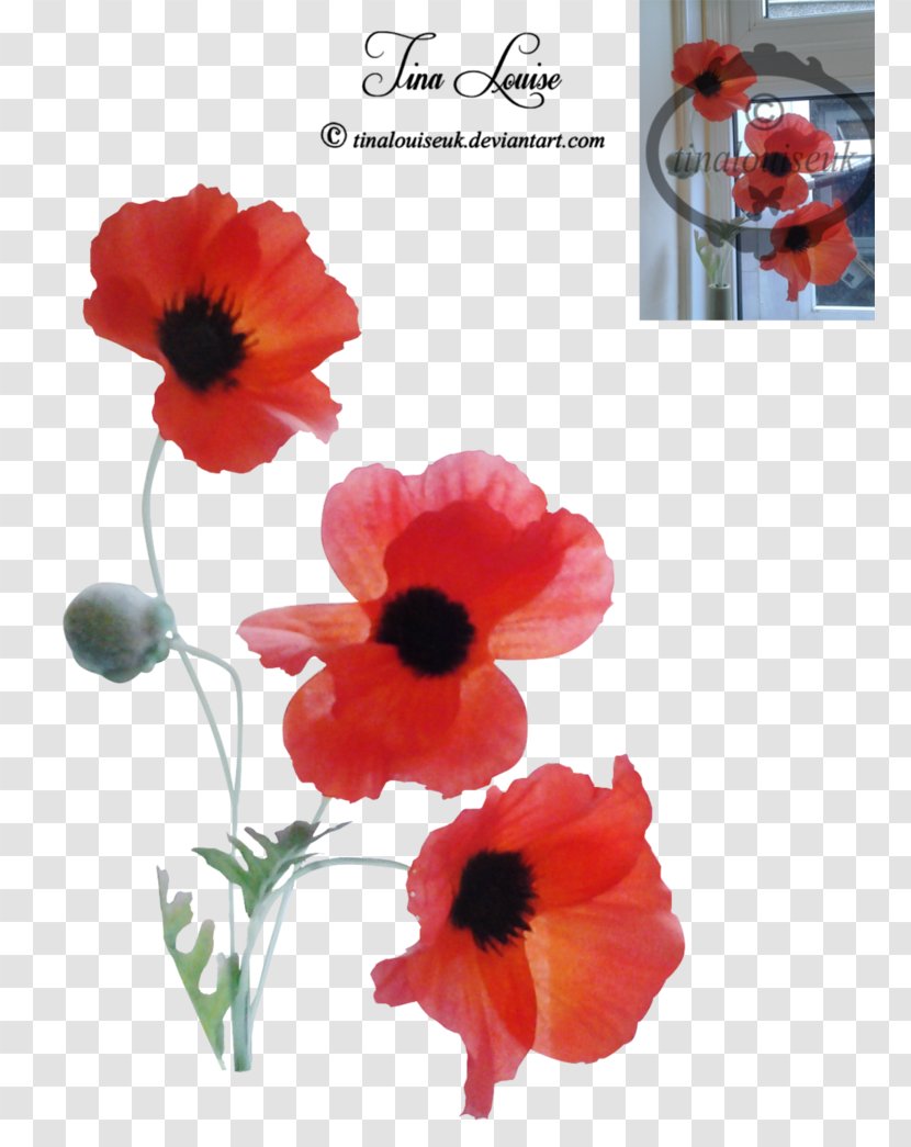 Petal - Seed Plant - Poppies Transparent PNG