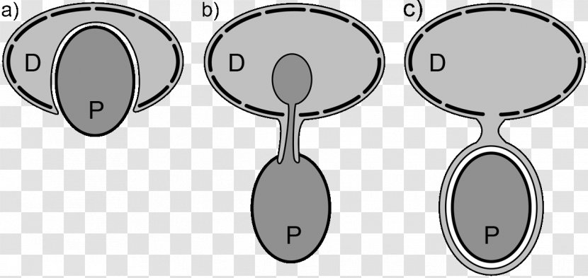 Dinoflagellate Red Tide Algae Diatom Alexandrium Tamarense - Biological Life Cycle - Feeding Transparent PNG