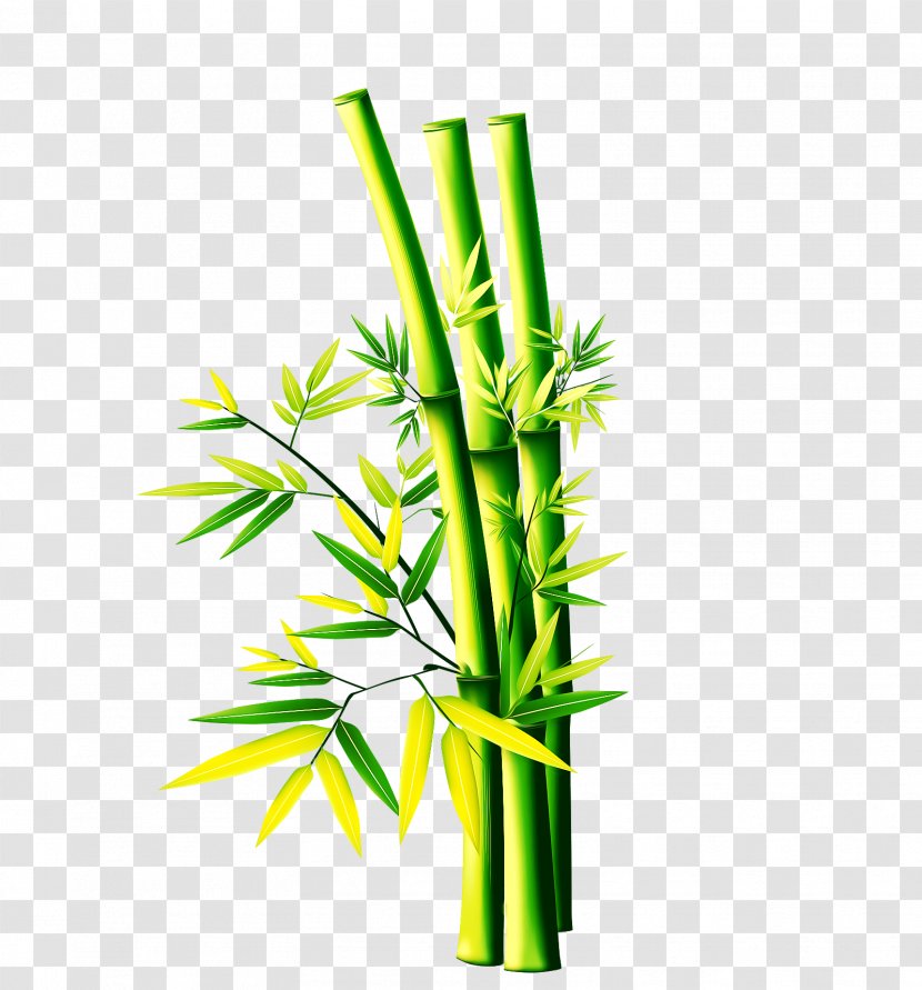 Bamboo - Green - Plant Stem Transparent PNG