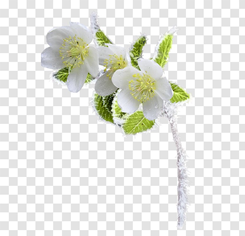 Flower Floral Design Clip Art - Ar Rahiim - Bed Transparent PNG
